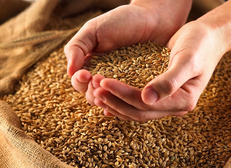 ۳۰۰ هزار تن گندم از کشاورزان ایلامی خریداری می شود